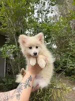 Bronx , a male Pomeranian for sale in Ocala Estates, FL – Photo 2 of 5