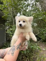 Bronx , a male Pomeranian for sale in Ocala Estates, FL – Photo 4 of 5