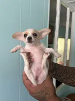 Cream female , a female Pomeranian and Miniature Dachshund for sale in Ocala Estates, FL – 2 of 2