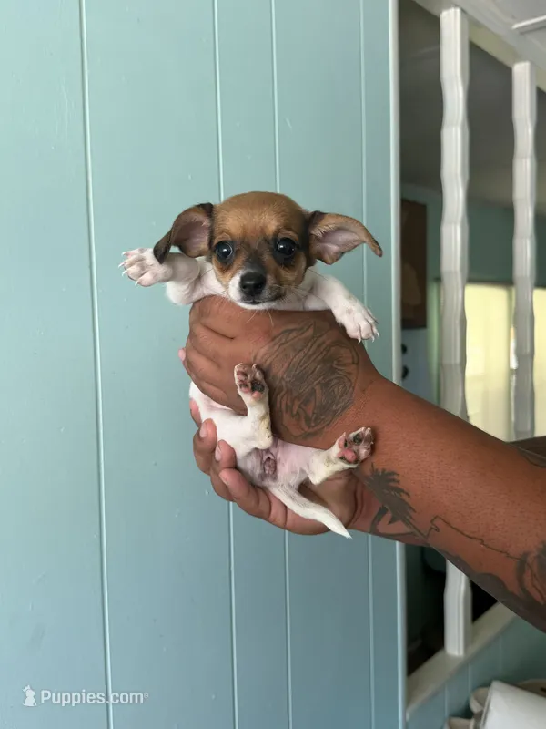 Tiny female  – Pomeranian, Miniature Dachshund puppy for sale in Ocala Estates, FL