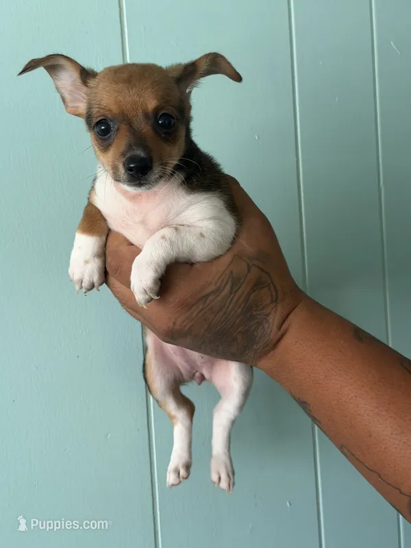 Little girl  – Pomeranian, Miniature Dachshund puppy for sale in Ocala Estates, FL