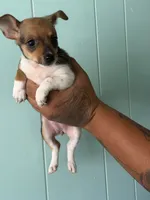 Little girl , a female Pomeranian and Miniature Dachshund for sale in Ocala Estates, FL – 2 of 2