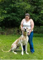 Monte Carlo , a male Great Dane for sale in Ocala Estates, FL – 5 of 6