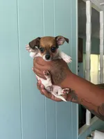Tiny female , a female Pomeranian and Miniature Dachshund for sale in Ocala Estates, FL – 2 of 2