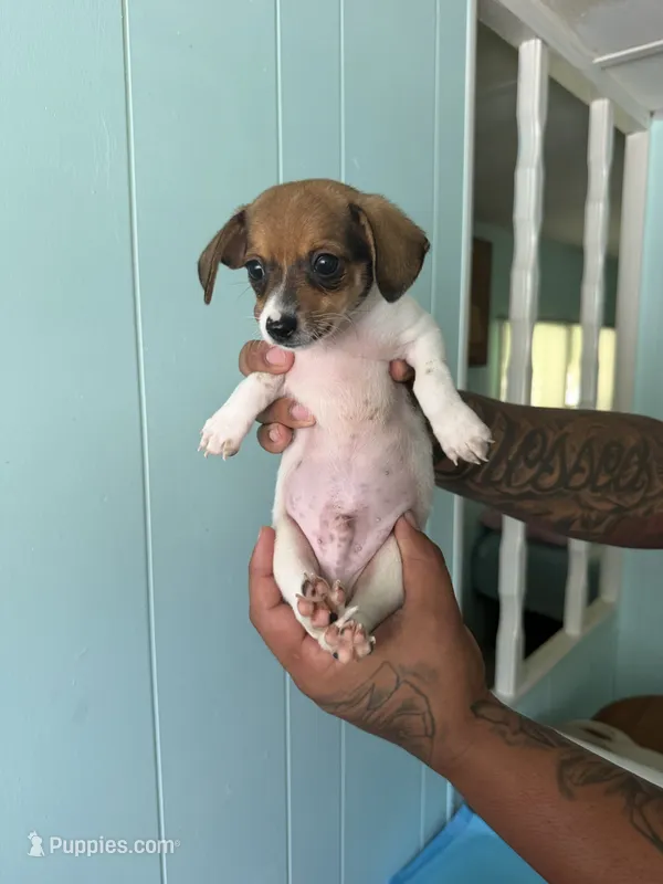 Little male pup 1  – Pomeranian, Miniature Dachshund puppy for sale in Ocala Estates, FL
