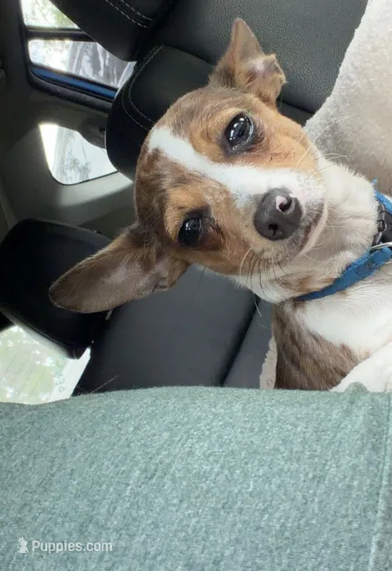 Boosie  – Chihuahua puppy for sale in Ocala Estates, FL
