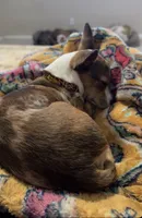 Boosie , a male Chihuahua for sale in Ocala Estates, FL – 3 of 4