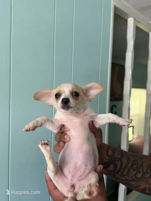 Cream female  – Pomeranian, Miniature Dachshund puppy for sale in Ocala Estates, FL