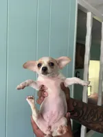 Cream female , a female Pomeranian and Miniature Dachshund for sale in Ocala Estates, FL – 1 of 2