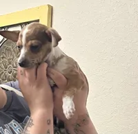 Boosie , a male Chihuahua for sale in Ocala Estates, FL – Photo 3 of 7