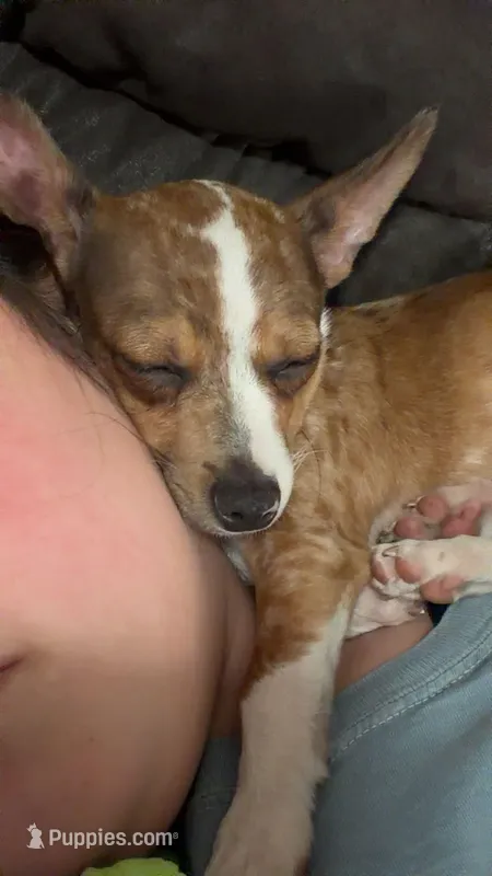 Boosie  – Chihuahua puppy for sale in Ocala Estates, FL