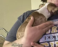 Boosie , a male Chihuahua for sale in Ocala Estates, FL – Photo 4 of 7