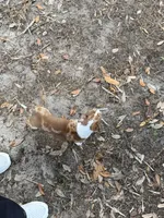 Boosie , a male Chihuahua for sale in Ocala Estates, FL – Photo 7 of 7