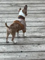 Boosie , a male Chihuahua for sale in Ocala Estates, FL – Photo 2 of 7