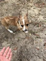 Boosie , a male Chihuahua for sale in Ocala Estates, FL – Photo 6 of 7
