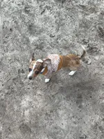 Boosie , a male Chihuahua for sale in Ocala Estates, FL – Photo 1 of 7