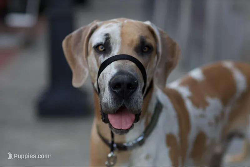 Monte Carlo  – Great Dane puppy for sale in Ocala Estates, FL