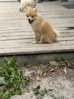 Brooklyn , a female Pomeranian for sale in Ocala Estates, FL – Photo 3 of 3