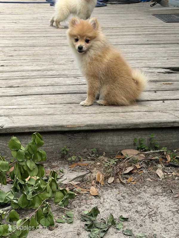 Brooklyn  – Pomeranian puppy for sale in Ocala Estates, FL