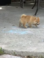 Brooklyn , a female Pomeranian for sale in Ocala Estates, FL – Photo 2 of 3