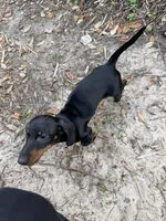 Male baby , a male Miniature Dachshund for sale in Ocala Estates, FL – Photo 4 of 6