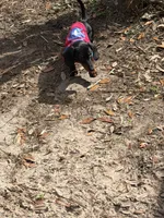 Male baby , a male Miniature Dachshund for sale in Ocala Estates, FL – Photo 6 of 6