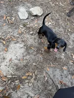 Male baby , a male Miniature Dachshund for sale in Ocala Estates, FL – Photo 5 of 6