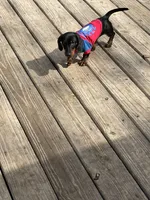 Male baby , a male Miniature Dachshund for sale in Ocala Estates, FL – Photo 2 of 6