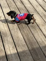 Male baby , a male Miniature Dachshund for sale in Ocala Estates, FL – Photo 1 of 6