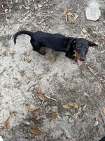 Male baby , a male Miniature Dachshund for sale in Ocala Estates, FL – Photo 3 of 6