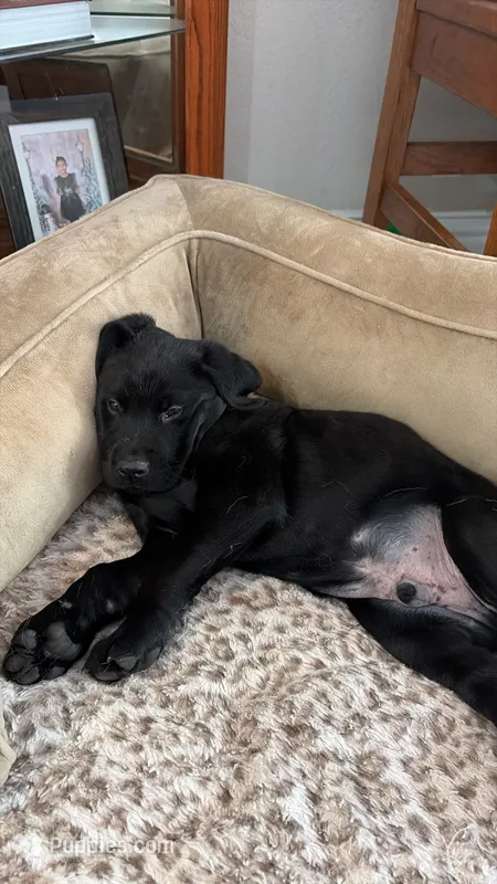Junior – Labrador Retriever puppy for sale in Georgetown, TX
