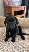 Junior, a male Labrador Retriever for sale in Georgetown, TX – 2 of 2