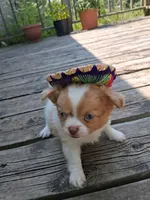 Fancy, a female Chihuahua for sale in Patrick, SC – 3 of 8