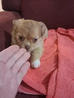 Chocolate fawn  long hair, a female Chihuahua for sale in Patrick, SC – 7 of 9