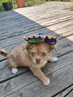 Chocolate fawn  long hair, a female Chihuahua for sale in Patrick, SC – 6 of 9