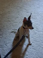 River, a female Rat Terrier for sale in Patrick, SC – 2 of 4