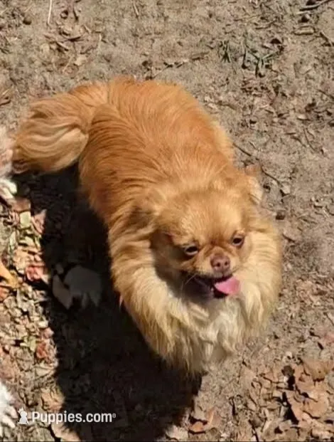 Chocolate fawn  long hair, a female Chihuahua for sale in Patrick, SC – 9 of 9