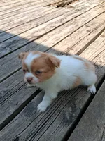 Fancy, a female Chihuahua for sale in Patrick, SC – 2 of 8
