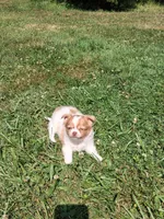 Fancy, a female Chihuahua for sale in Patrick, SC – 5 of 8
