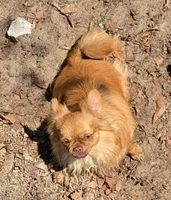 Fancy, a female Chihuahua for sale in Patrick, SC – 7 of 8