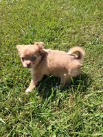 Chocolate fawn  long hair, a female Chihuahua for sale in Patrick, SC – 1 of 9