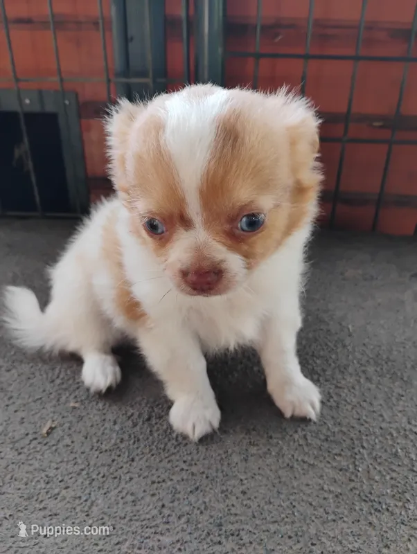 Fancy – Chihuahua puppy for sale in Patrick, SC