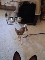 River, a female Rat Terrier for sale in Patrick, SC – 1 of 4
