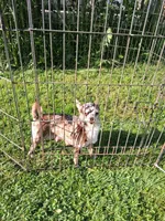 Fancy, a female Chihuahua for sale in Patrick, SC – 8 of 8