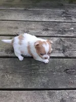 Fancy, a female Chihuahua for sale in Patrick, SC – 6 of 8