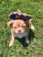 Chocolate fawn  long hair, a female Chihuahua for sale in Patrick, SC – 2 of 9