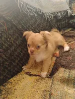 Chocolate fawn  long hair, a female Chihuahua for sale in Patrick, SC – 8 of 9