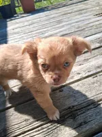 Chocolate fawn  long hair, a female Chihuahua for sale in Patrick, SC – 3 of 9