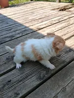 Fancy, a female Chihuahua for sale in Patrick, SC – 4 of 8