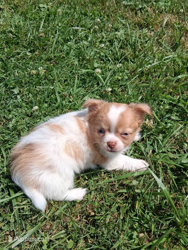 Fancy – Chihuahua puppy for sale in Patrick, SC